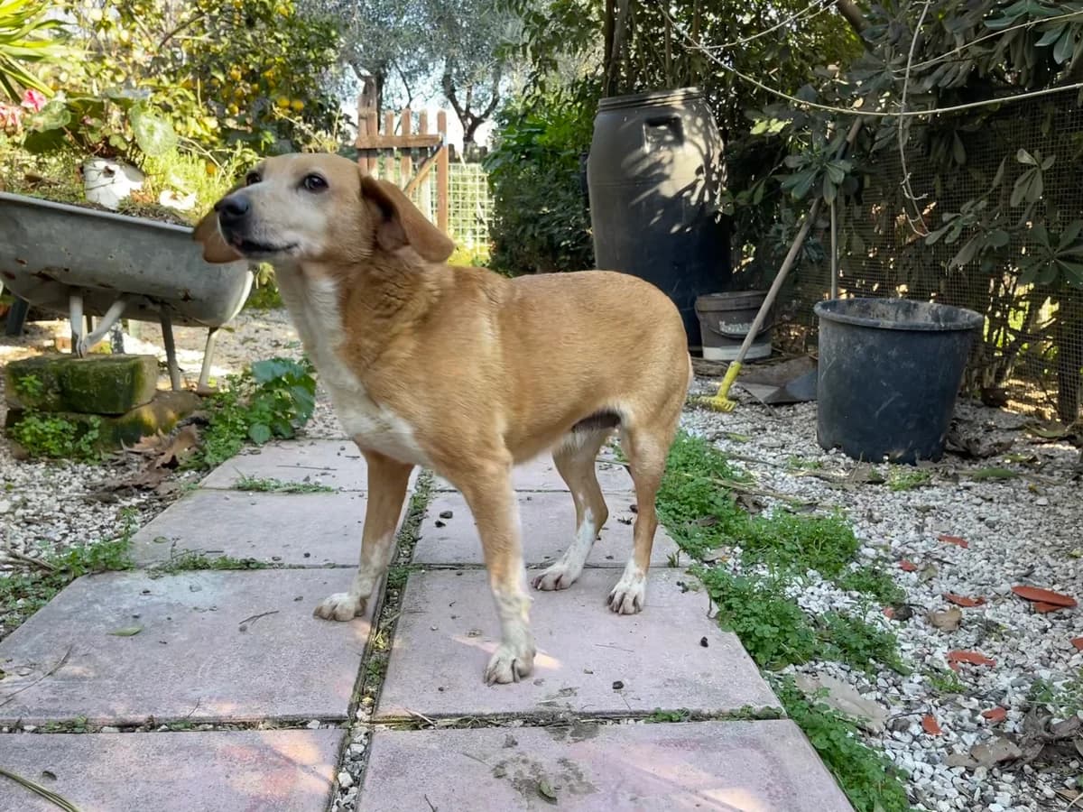 MARGHERITA, female senior Mixed Breed for adoption at Why Not Association gUG