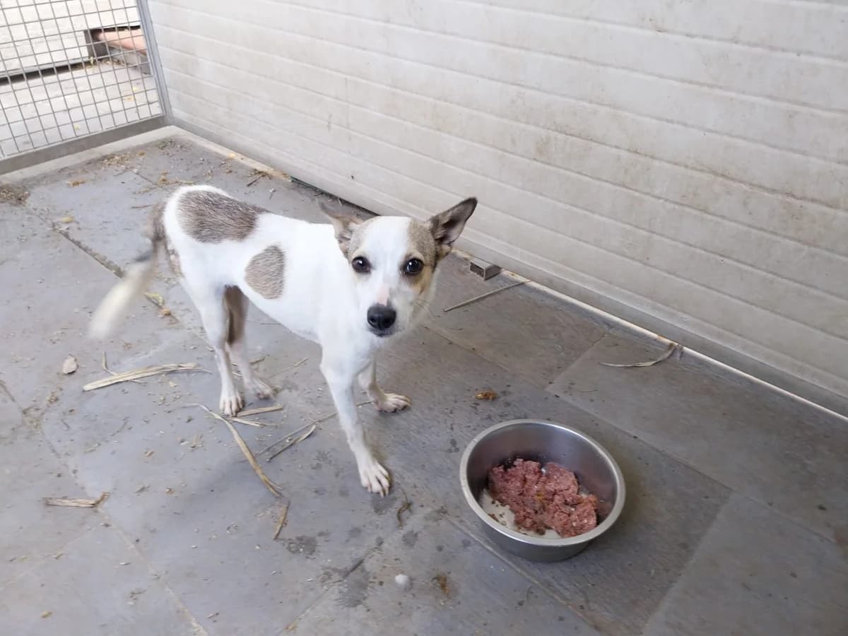 MARTA, female young Mixed Breed for adoption at Why Not Association gUG