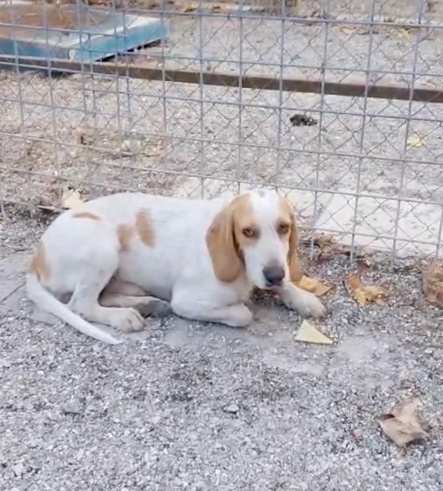 MATEO, male young Mixed Breed for adoption at Why Not Association gUG
