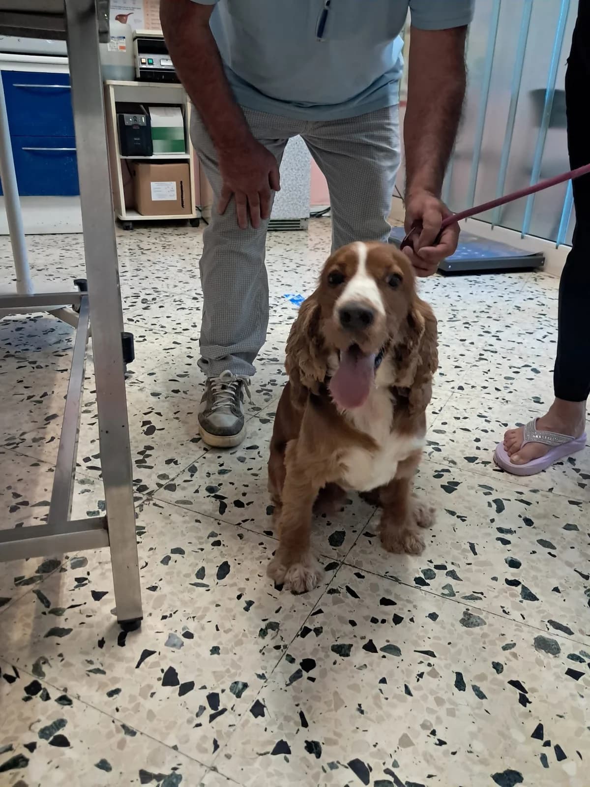 TOKYO, male 3yo Cocker Spaniel for adoption at Why Not Association gUG