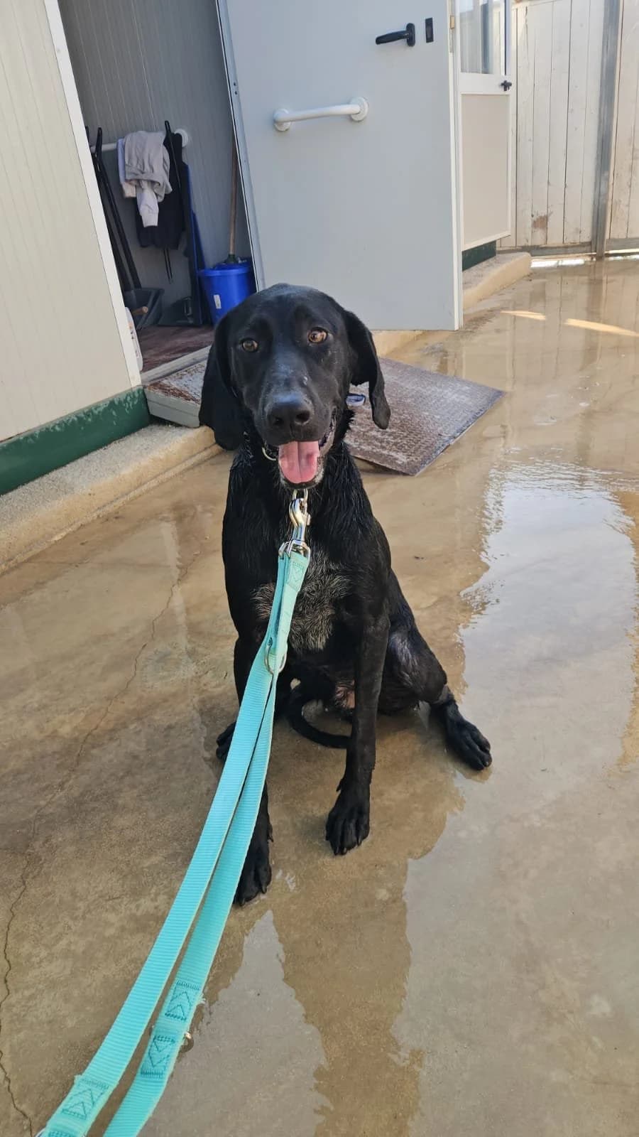 MASSI, male young Mixed Breed for adoption at Why Not Association gUG