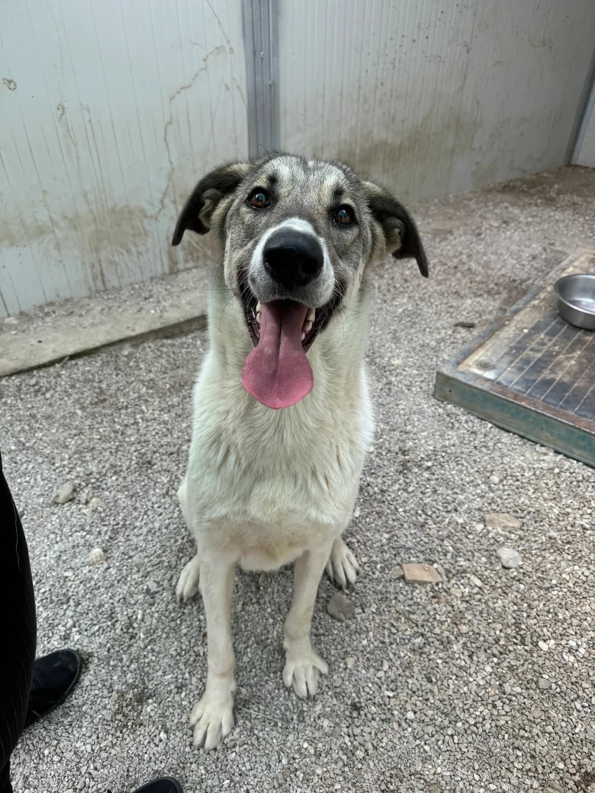 MAYA, female young Mixed Breed for adoption at Why Not Association gUG