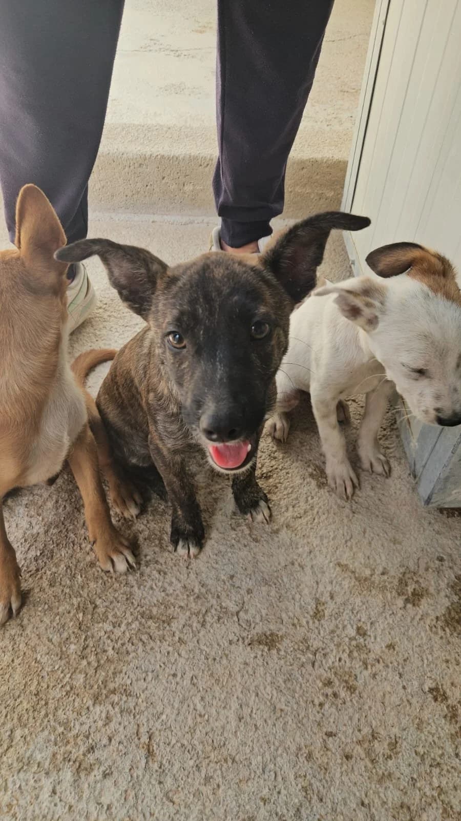 MERINGA, female puppy Mixed Breed for adoption at Why Not Association gUG
