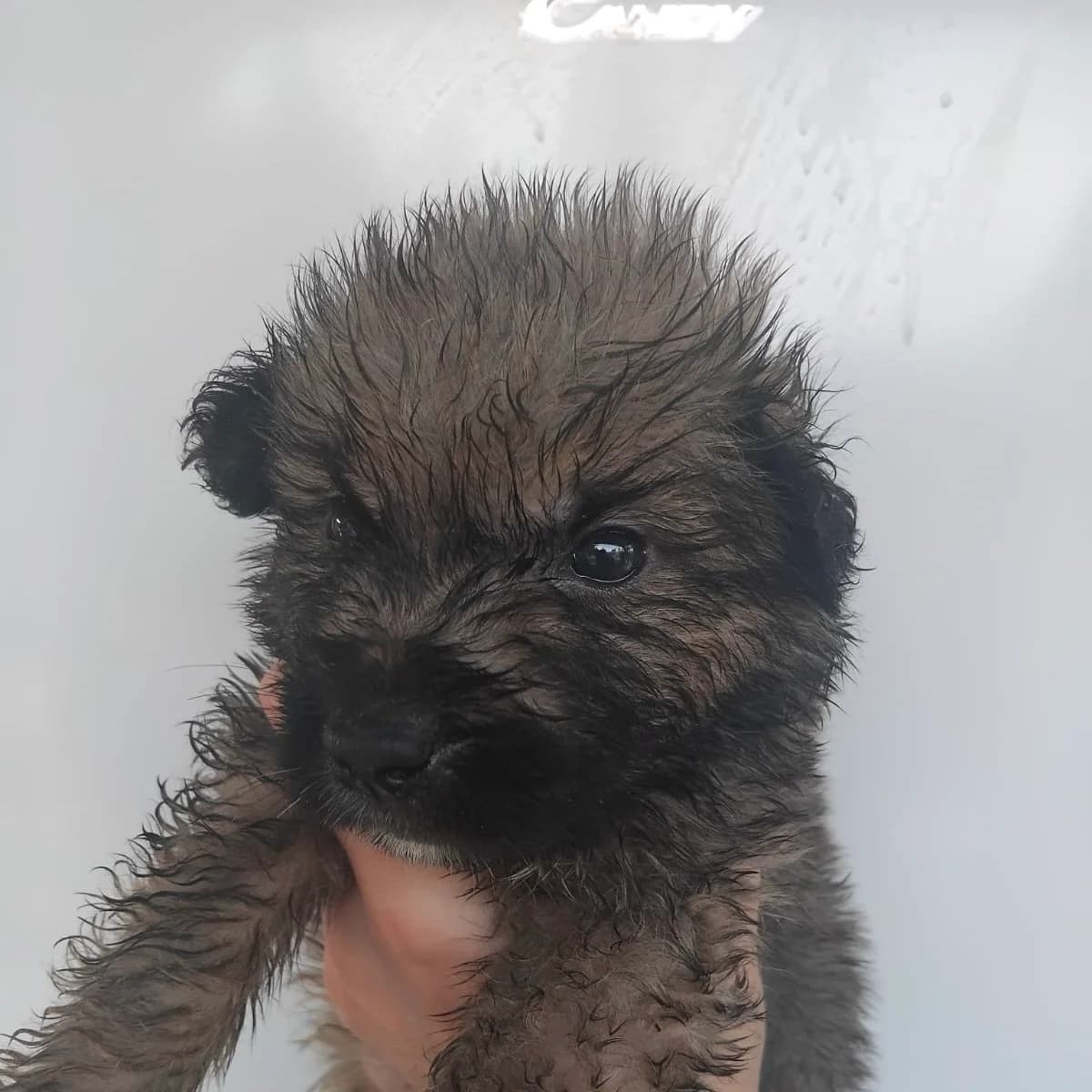 MICKY, male Mixed Breed for adoption at Why Not Association gUG