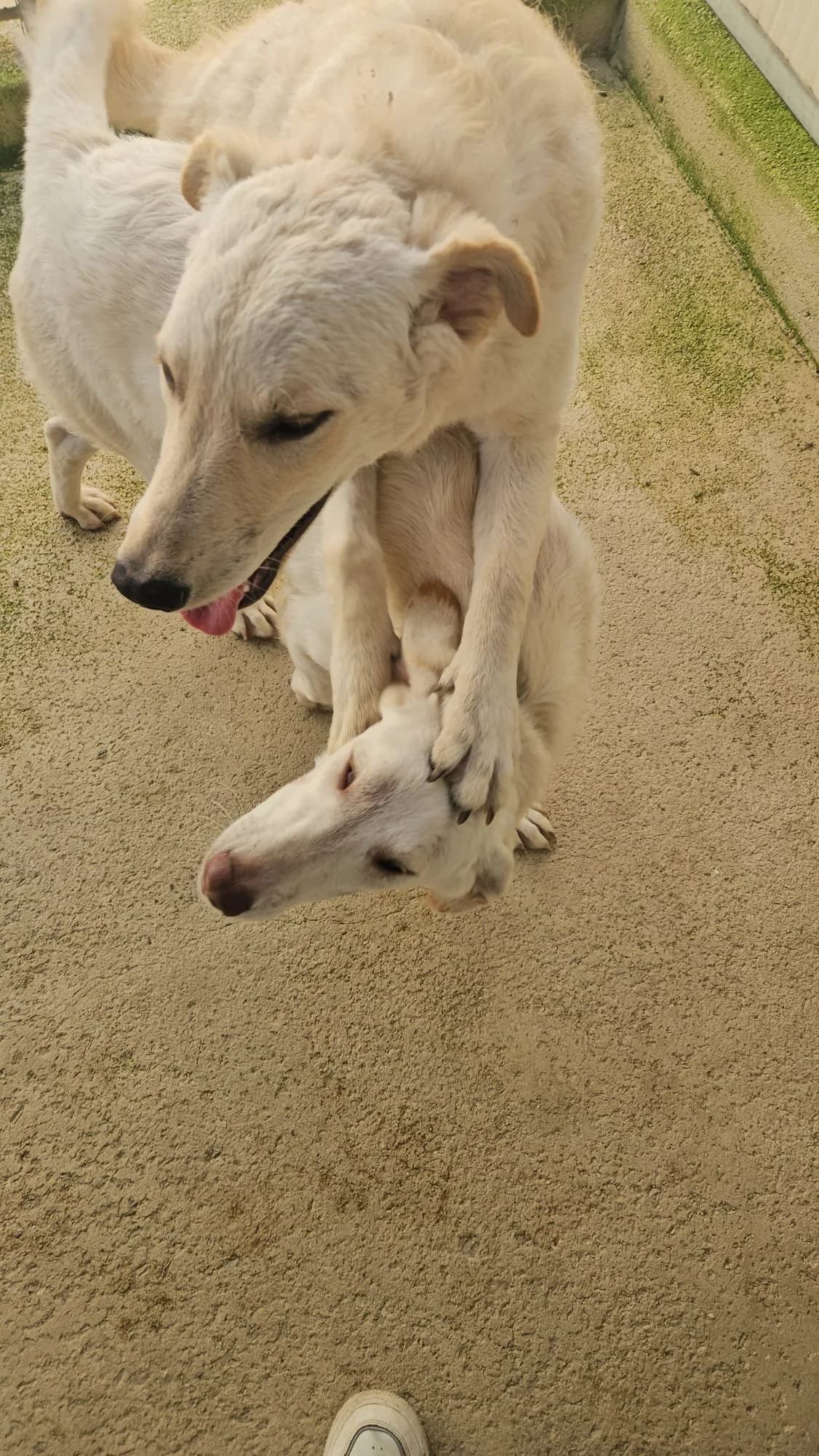 MIKI, female young Mixed Breed for adoption at Why Not Association gUG