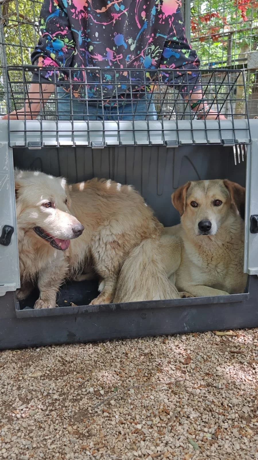 MIRKO, 5yo Mixed Breed for adoption at Why Not Association gUG