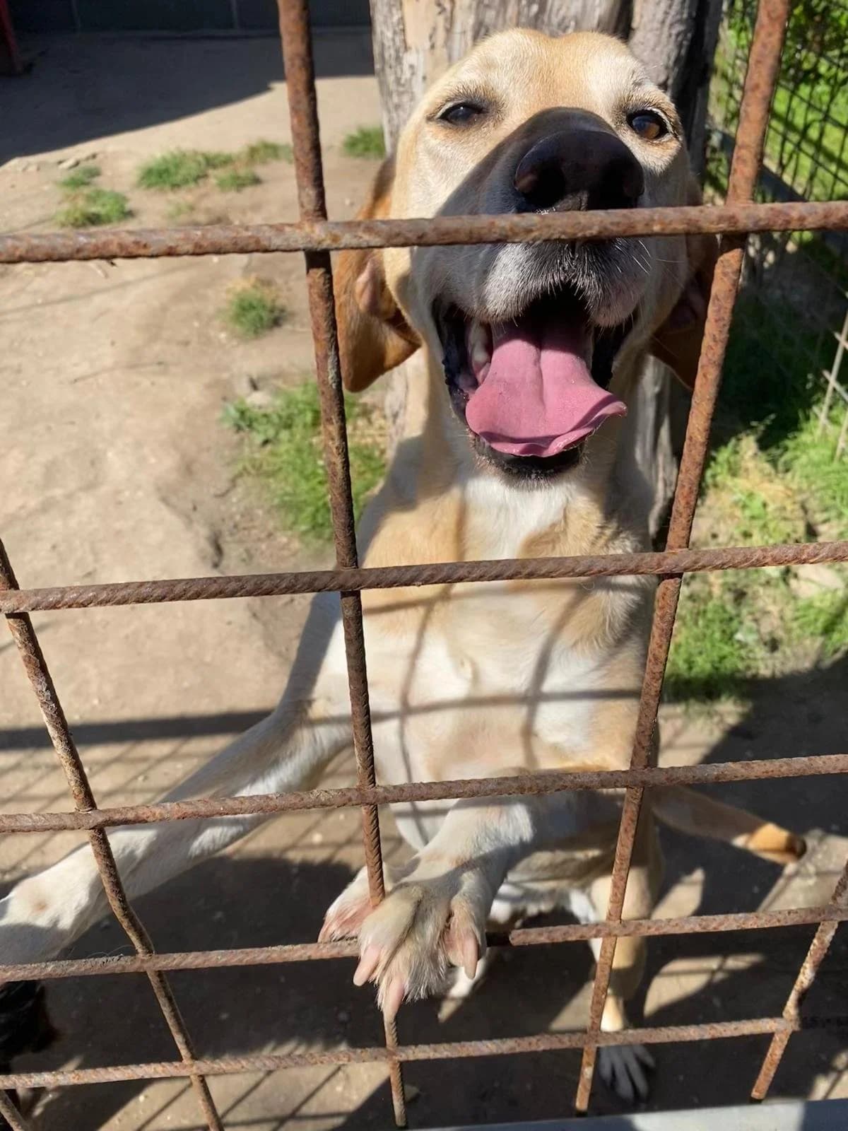 ORIONE, male Labrador Retriever for adoption at Why Not Association gUG