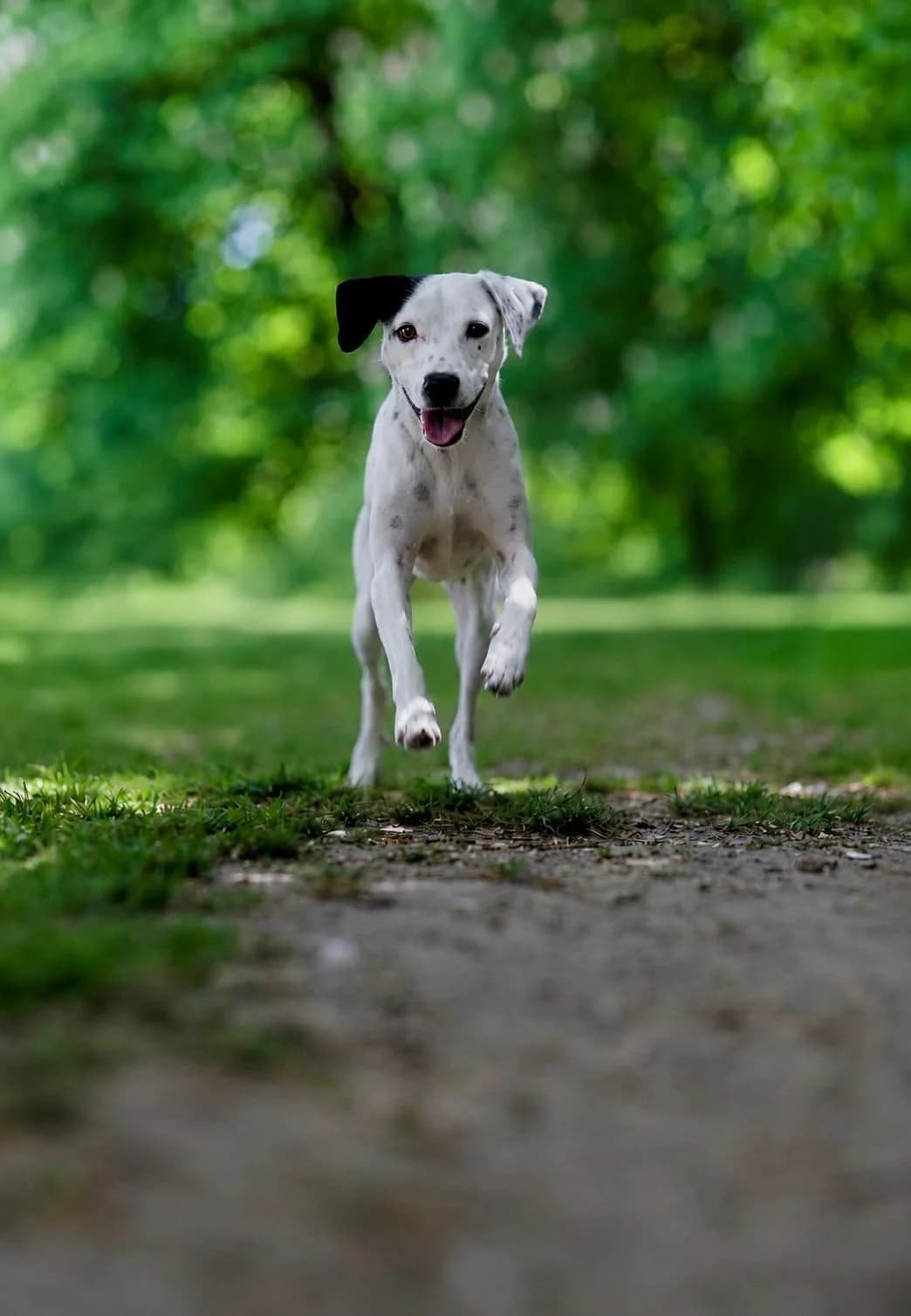 PATCH, young Mixed Breed for adoption at Why Not Association gUG