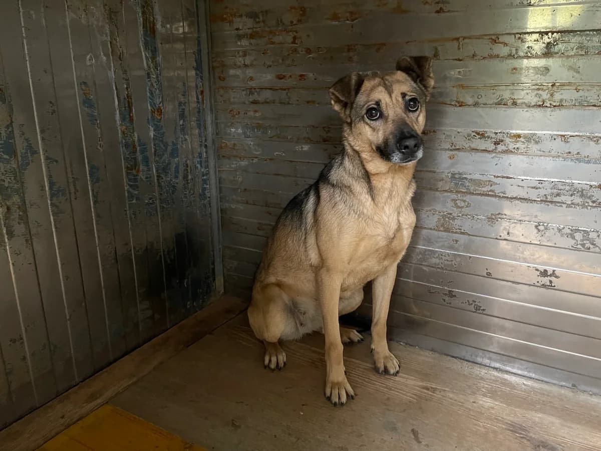 PAULA, female 6yo Mixed Breed for adoption at Why Not Association gUG