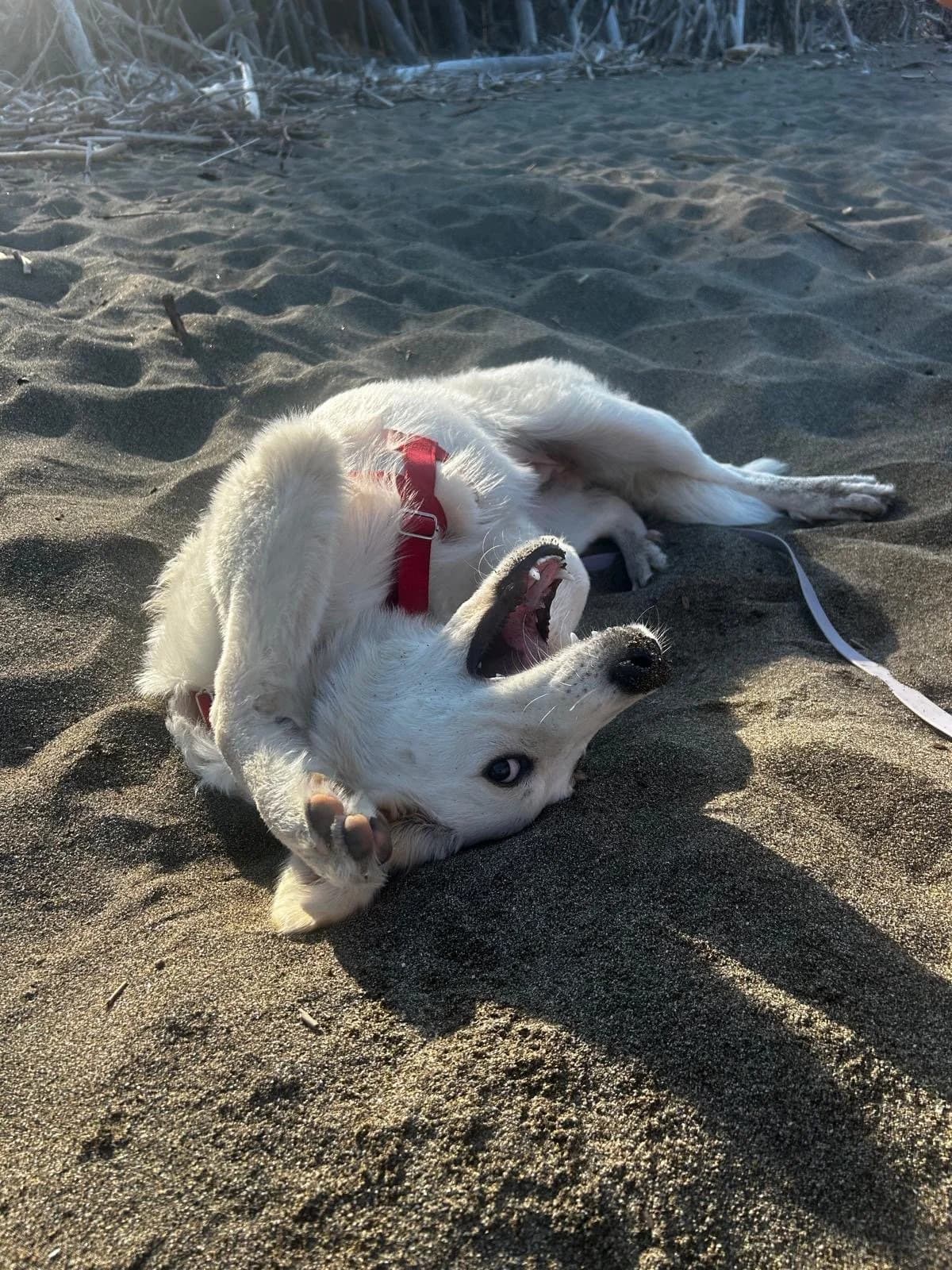 PAULA, female young Mixed Breed for adoption at Why Not Association gUG