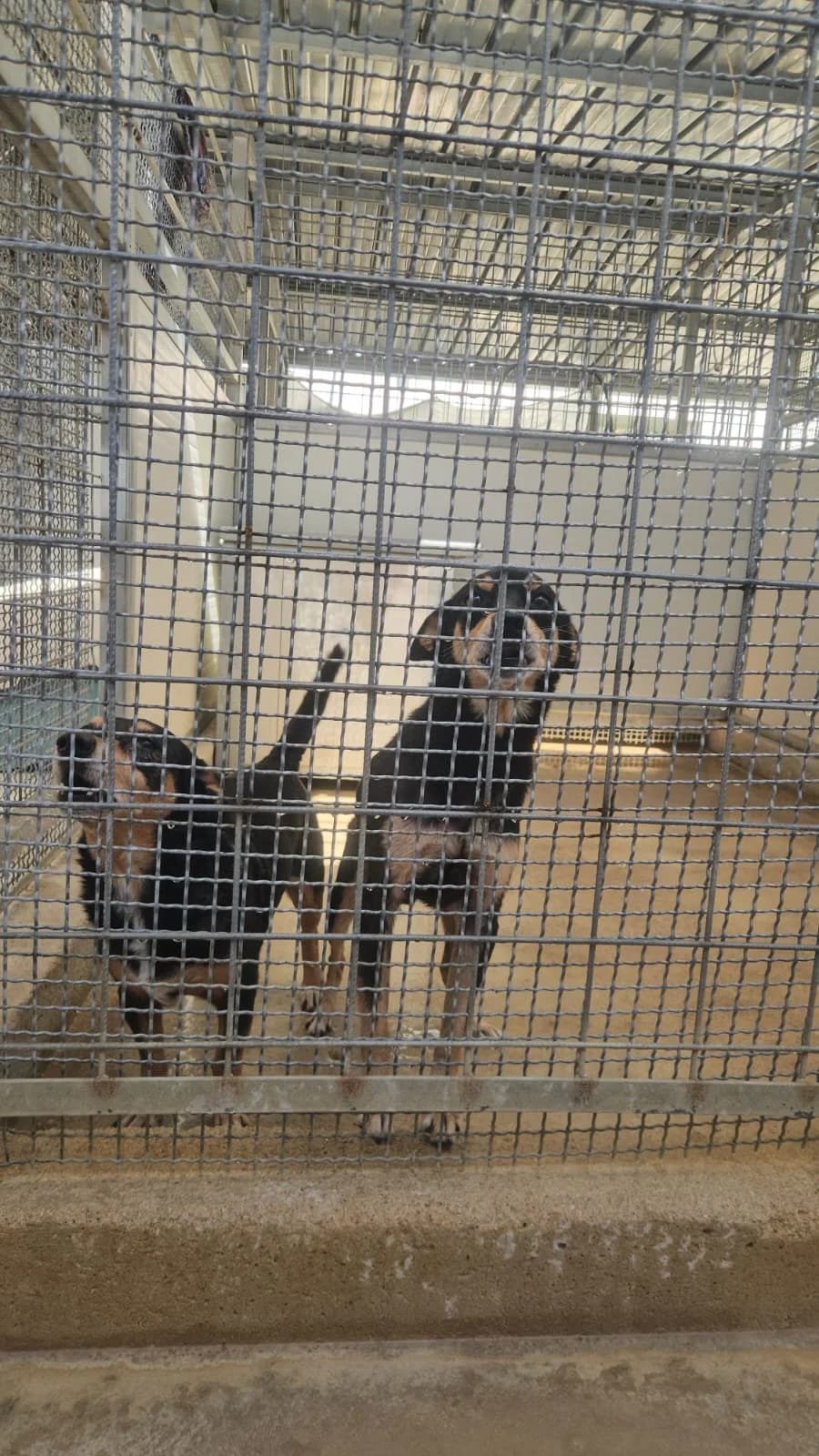 PHILIPPS, male senior Mixed Breed for adoption at Why Not Association gUG