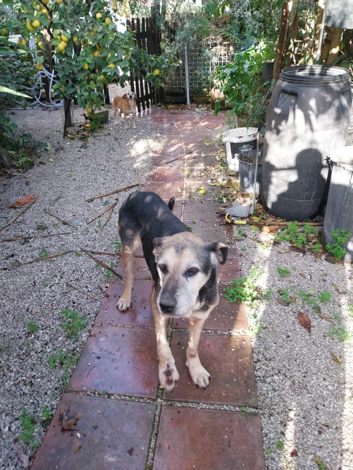 PIEDONE, male senior Mixed Breed for adoption at Why Not Association gUG