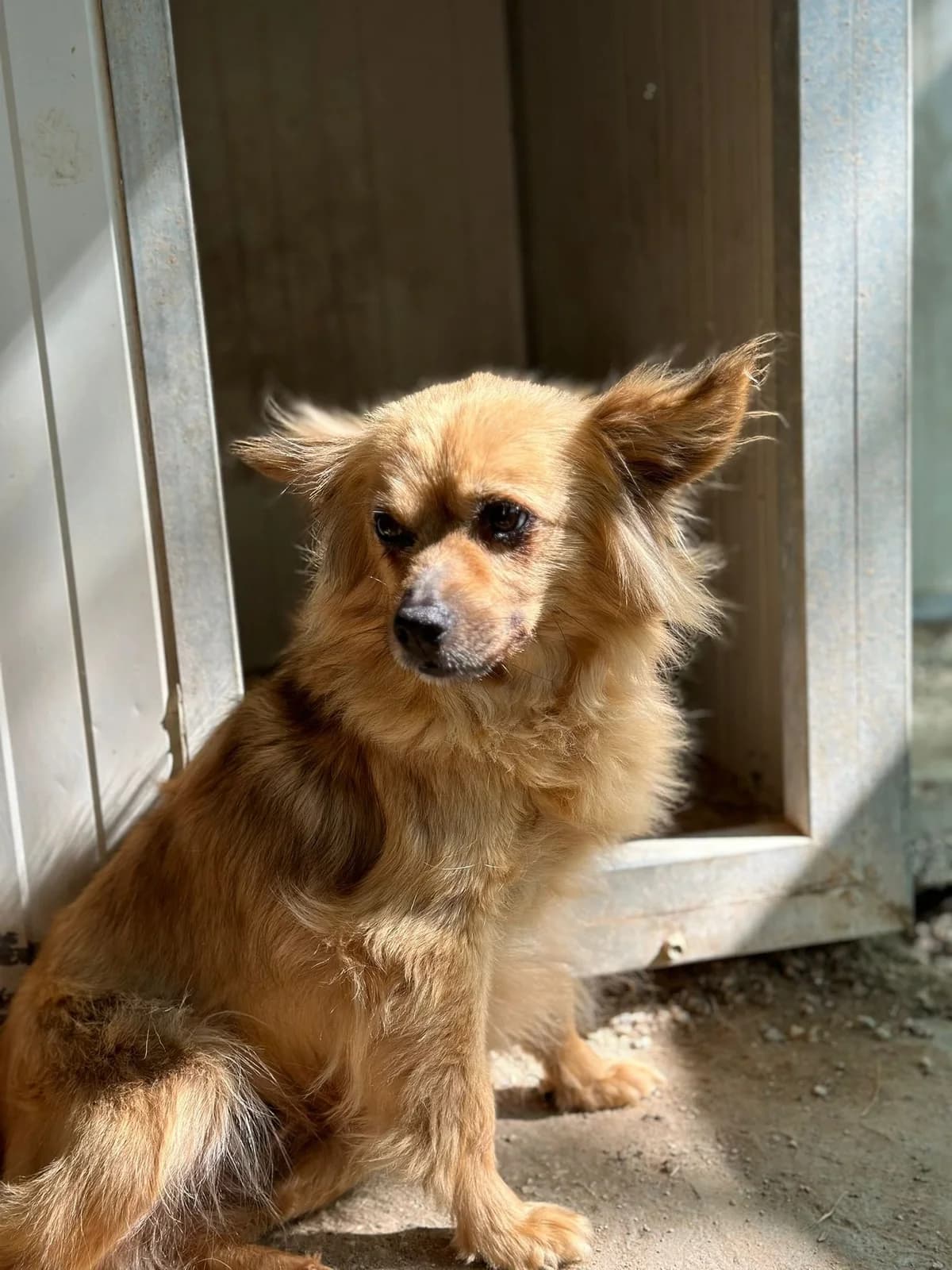 ROXSANA, senior Mixed Breed for adoption at Why Not Association gUG