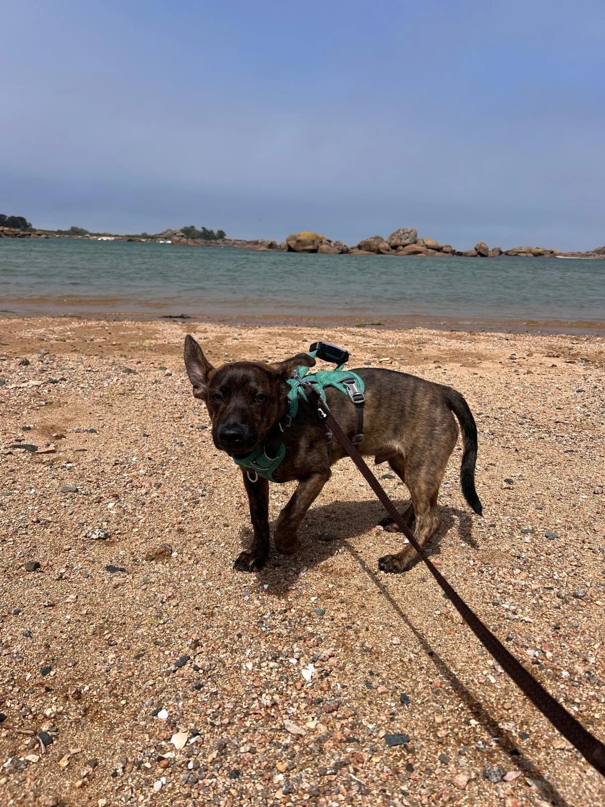RUBINO, young Mixed Breed for adoption at Why Not Association gUG