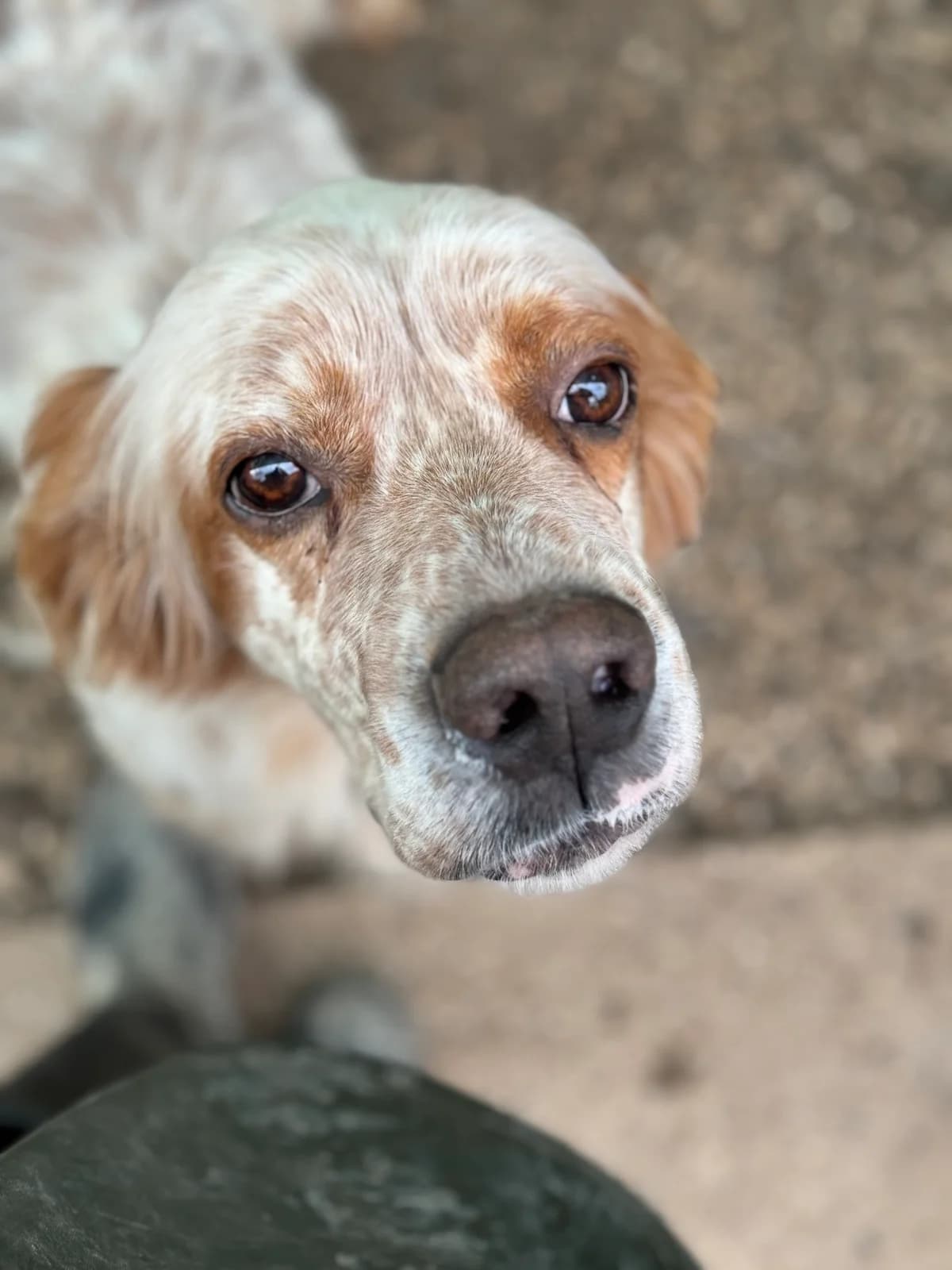 RUSTY, Mixed Breed for adoption at Why Not Association gUG
