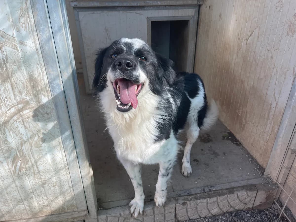 SAM, male 5yo Mixed Breed for adoption at Why Not Association gUG