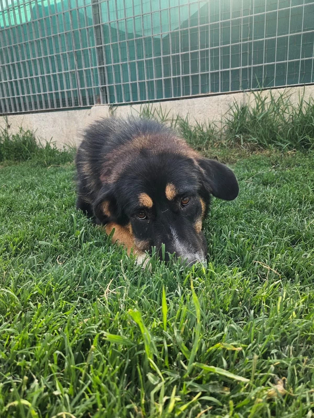 SAMANTHA, young Mixed Breed for adoption at Why Not Association gUG