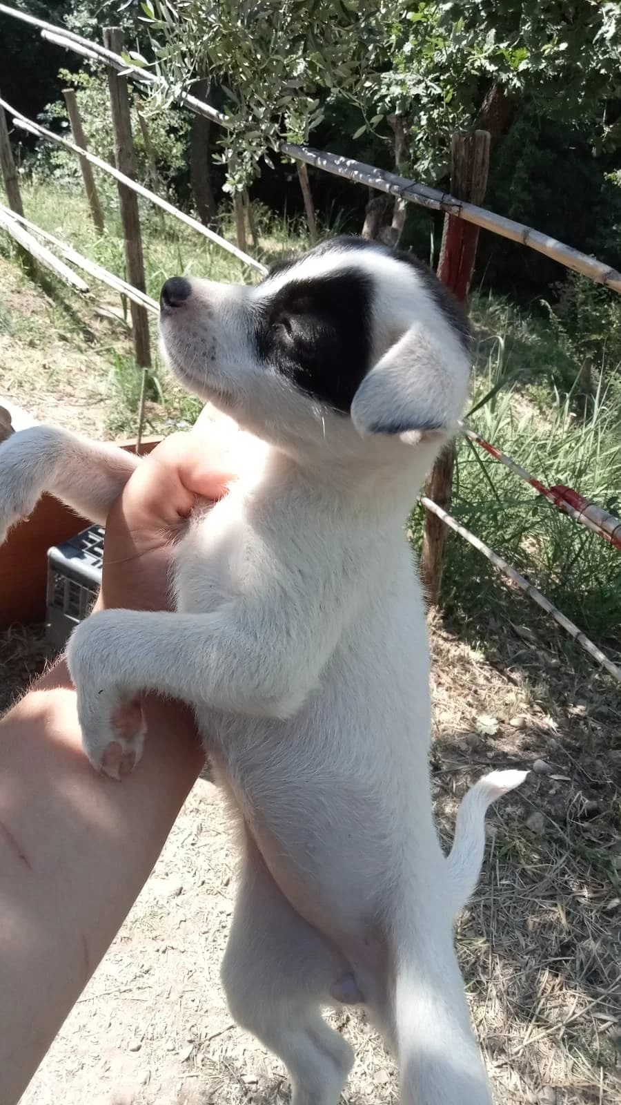 SISSY, female puppy Mixed Breed for adoption at Why Not Association gUG