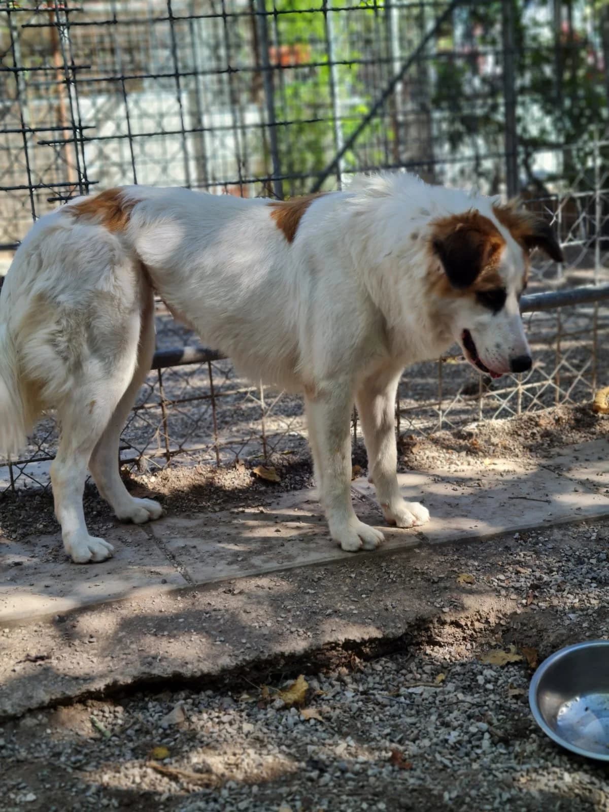 SOFIA, female 4yo Mixed Breed for adoption at Why Not Association gUG