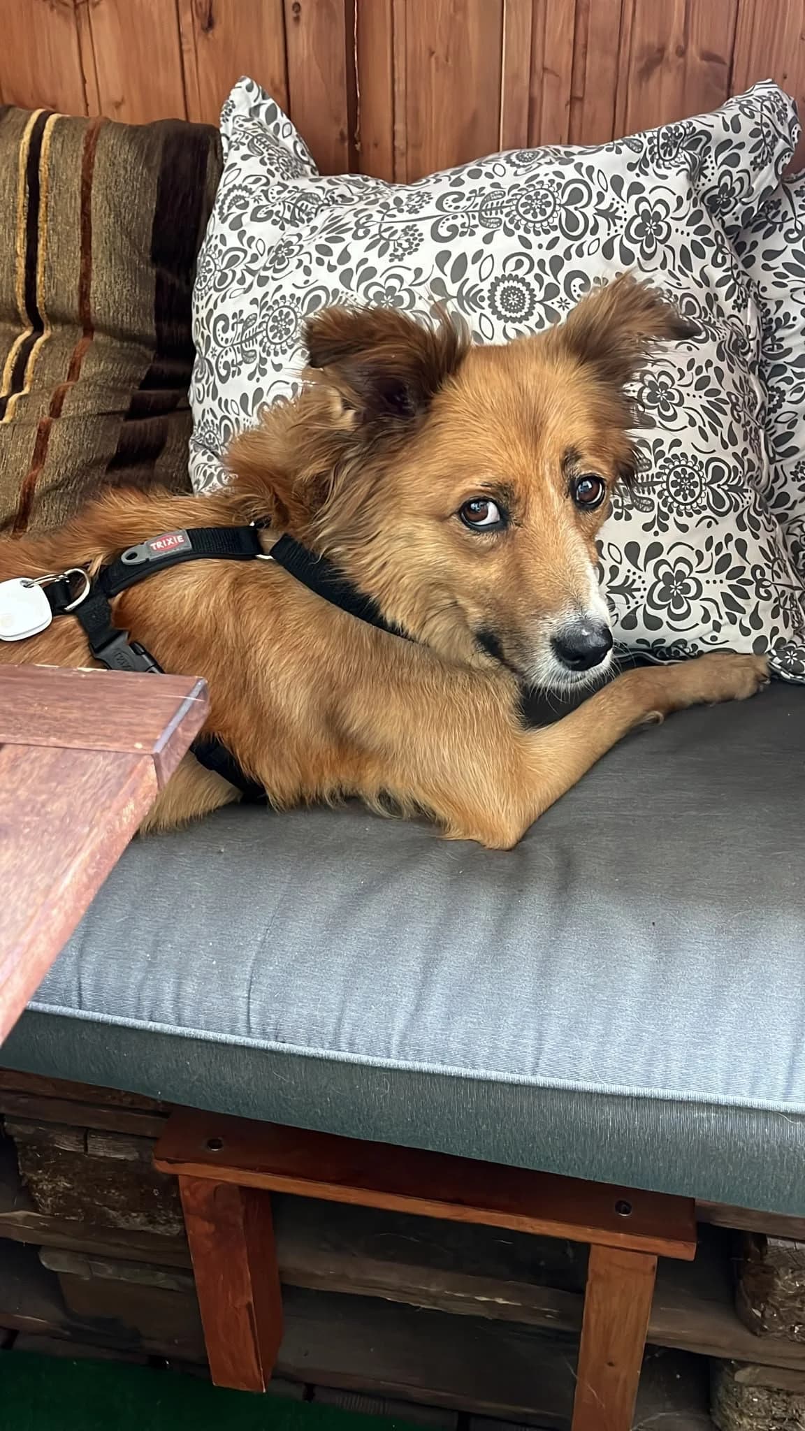 STEFI, young Mixed Breed for adoption at Why Not Association gUG