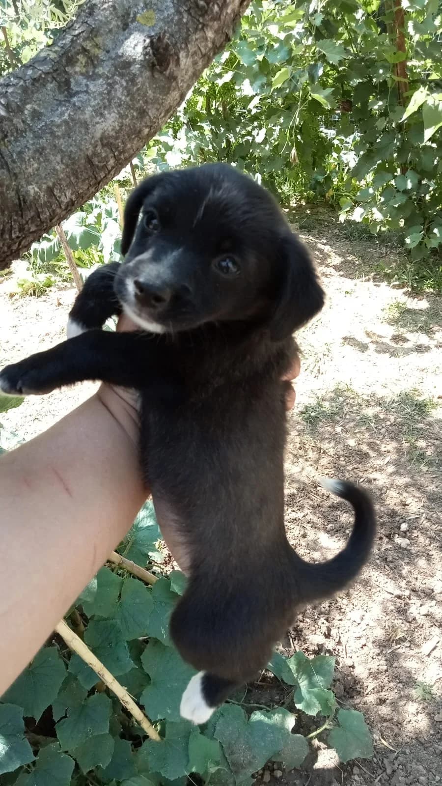 STELLA, female puppy Mixed Breed for adoption at Why Not Association gUG