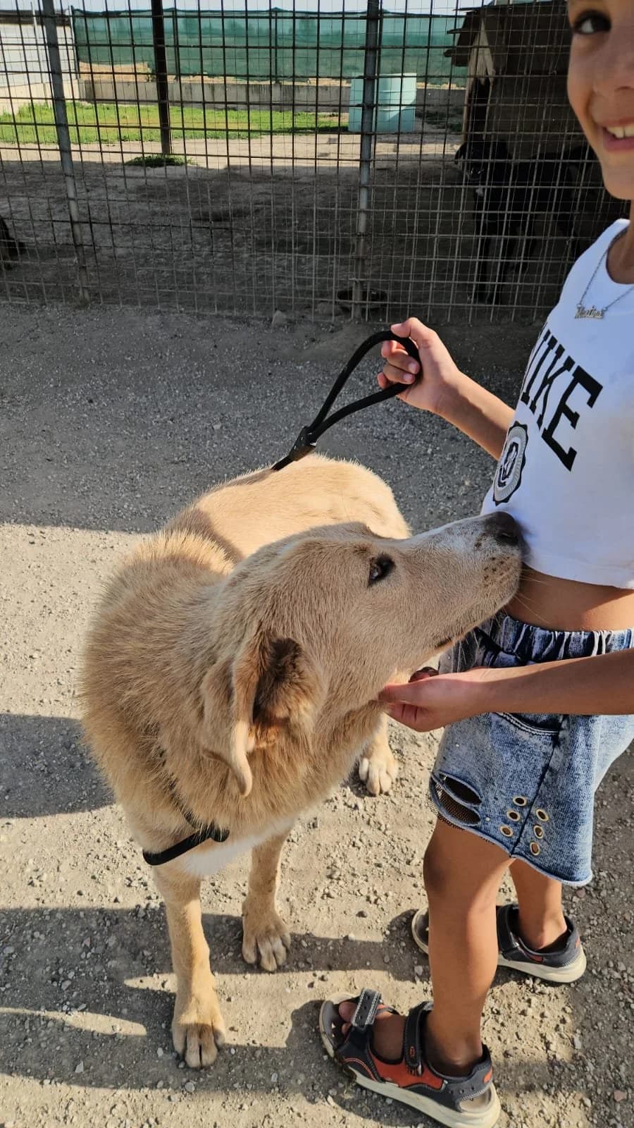 STELLA, young Mixed Breed for adoption at Why Not Association gUG