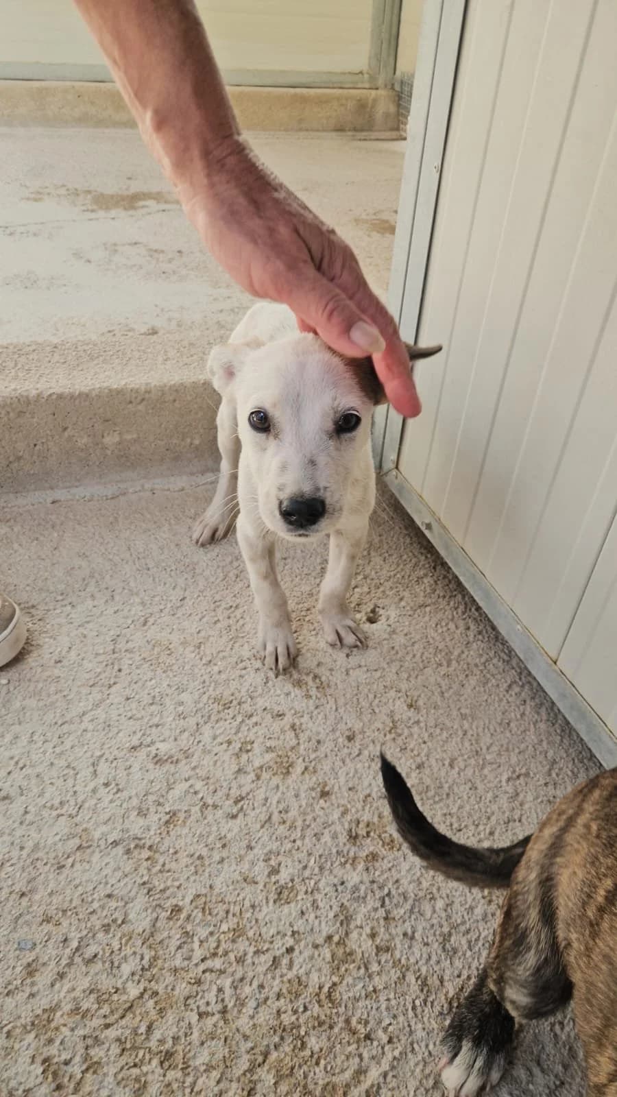 TIRAMISU, male puppy Mixed Breed for adoption at Why Not Association gUG
