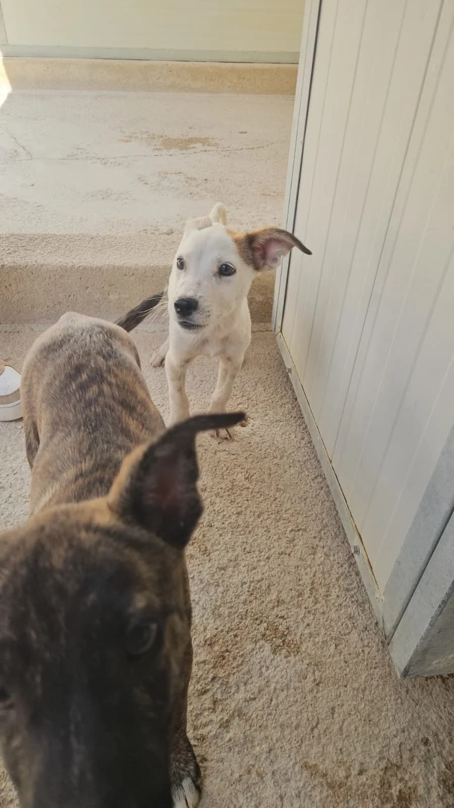 TIRAMISU, male puppy Mixed Breed for adoption at Why Not Association gUG