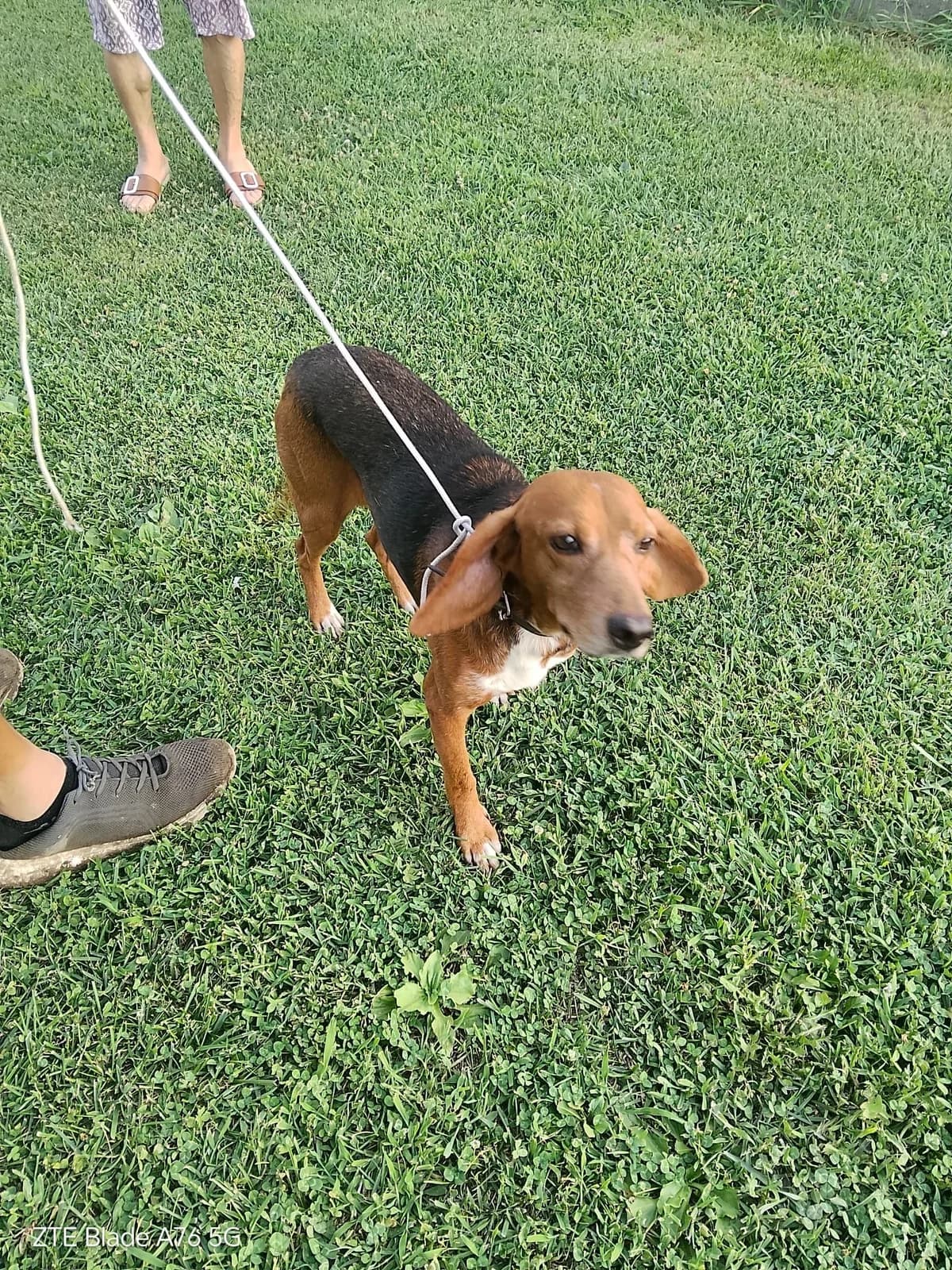 TOFFI, male 3yo Mixed Breed for adoption at Why Not Association gUG