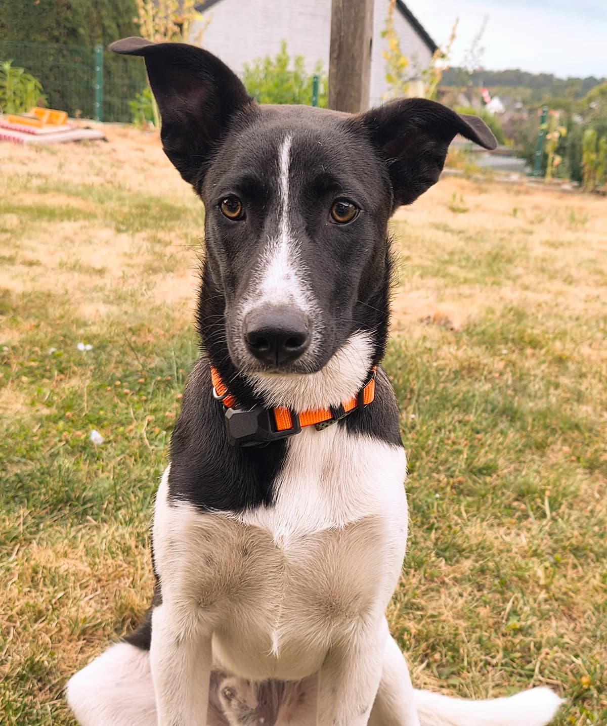TORMALINO, young Mixed Breed for adoption at Why Not Association gUG