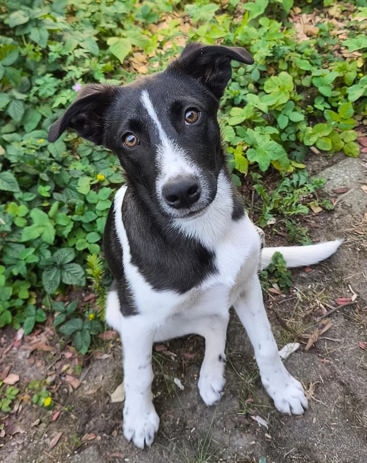 TORMALINO, young Mixed Breed for adoption at Why Not Association gUG