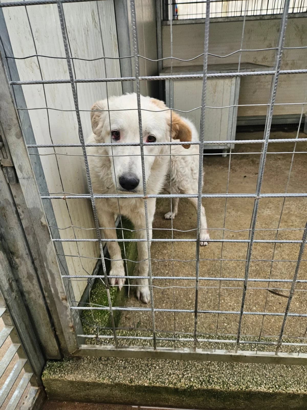 UGO, male young Mixed Breed for adoption at Why Not Association gUG