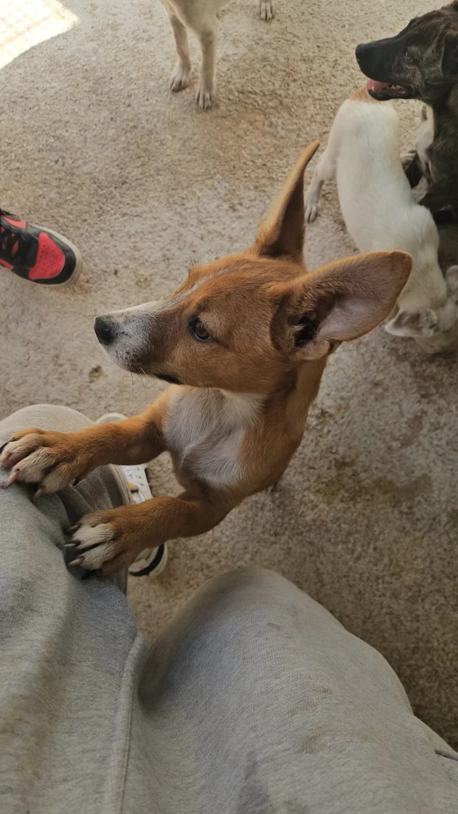 VELVET, male puppy Mixed Breed for adoption at Why Not Association gUG
