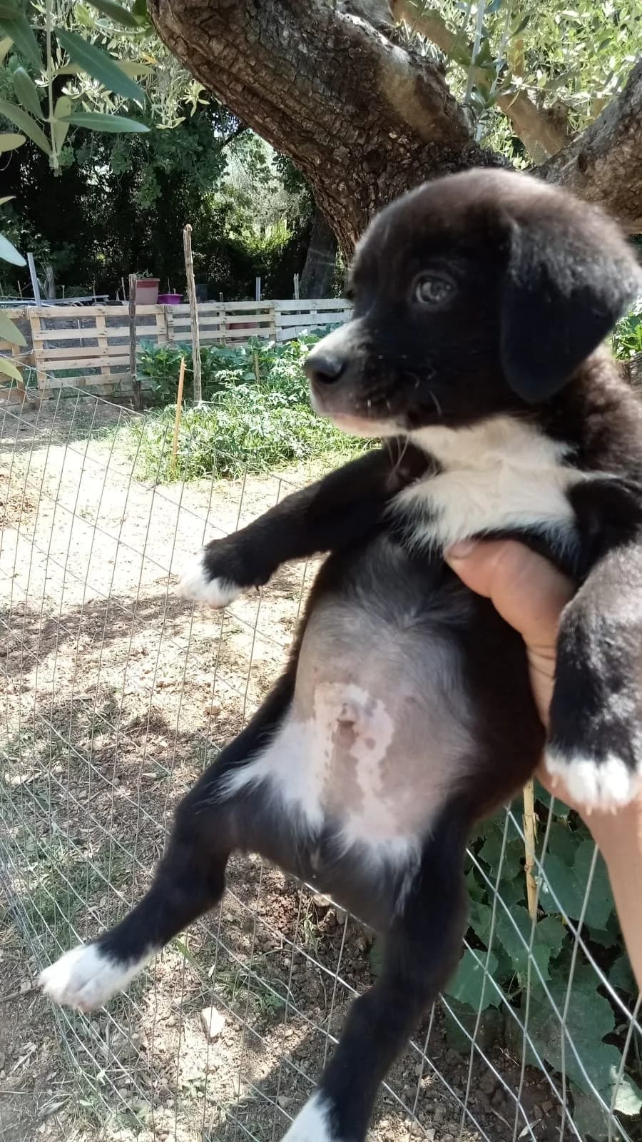 ZEUS, male puppy Mixed Breed for adoption at Why Not Association gUG