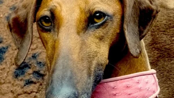 Ansongo/reserviert, female senior mixed breed for adoption at initiative Windhundhilfe e.V., Gerlingen