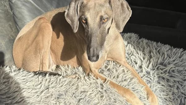 Nejima, female senior mixed breed for adoption at initiative Windhundhilfe e.V., Gerlingen