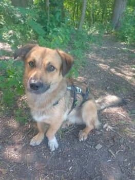 Bülent auf PS in 81249 München, male Mixed Breed for adoption at Wir retten Hunde e.V., München