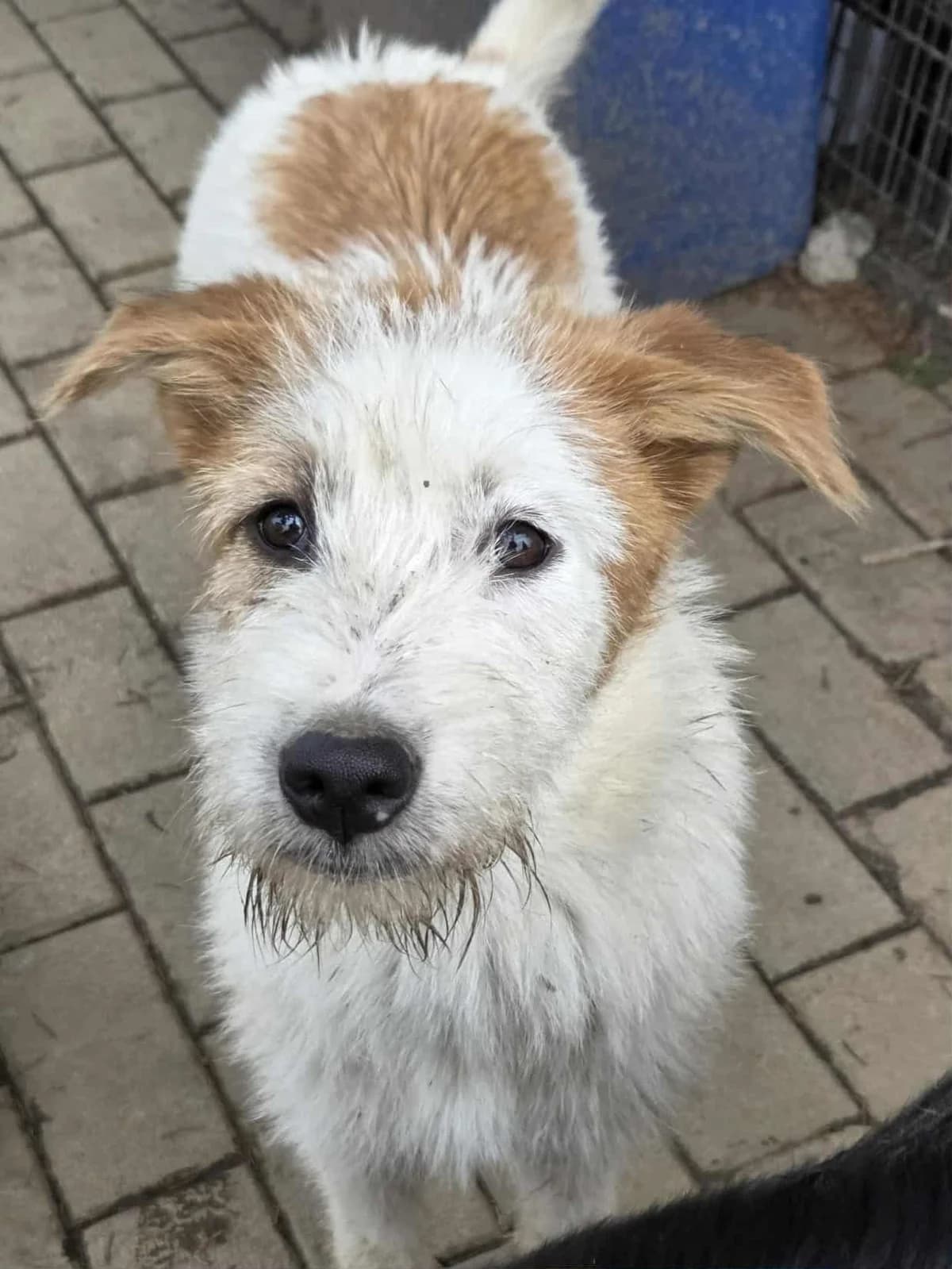 Shaba, female puppy Mixed Breed for adoption at Wir retten Hunde e.V., München