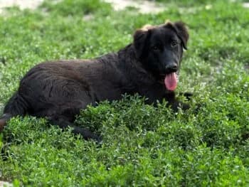 Berry, female puppy Mixed Breed for adoption at Wir retten Hunde e.V., München