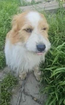Ricky, male puppy Mixed Breed for adoption at Wir retten Hunde e.V., München