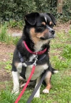Evita auf PS in 92439 Bodenwöhr, female 6yo Mixed Breed for adoption at Wir retten Hunde e.V., München
