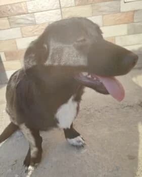 Balu 💓, male puppy Mixed Breed for adoption at Wir retten Hunde e.V., München