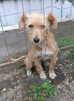 Gaia, male puppy Mixed Breed for adoption at Wir retten Hunde e.V., München