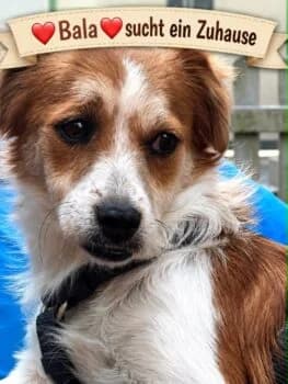 Bala auf PS in 64354 Reinheim, female Mixed Breed for adoption at Wir retten Hunde e.V., München