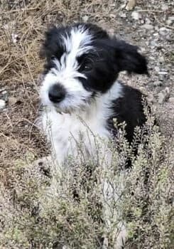 Jimmy auf PS in 21763 Neuenkirchen, male puppy Mixed Breed for adoption at Wir retten Hunde e.V., München