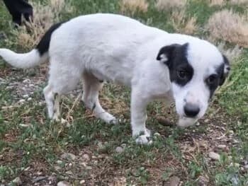 Flash, male puppy Mixed Breed for adoption at Wir retten Hunde e.V., München
