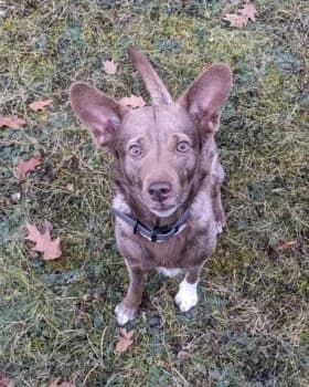 Louie, male puppy Mixed Breed for adoption at Wir retten Hunde e.V., München