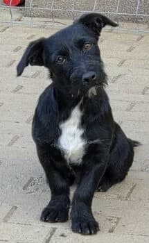 Emil, male puppy Mixed Breed for adoption at Wir retten Hunde e.V., München