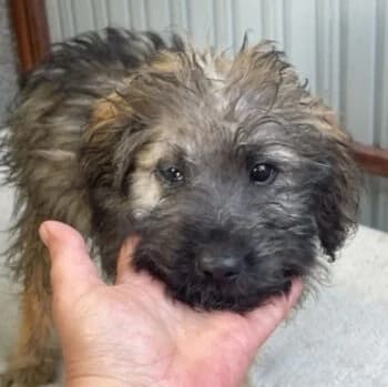 Bara, female puppy Mixed Breed for adoption at Wir retten Hunde e.V., München