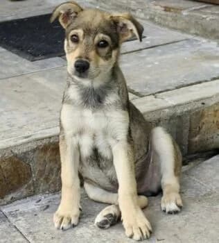 Finn, male puppy Mixed Breed for adoption at Wir retten Hunde e.V., München